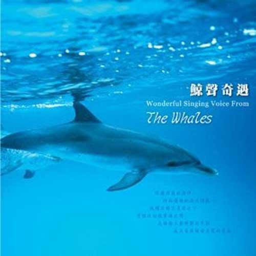 鲸鱼最新歌曲下载MP3，音乐的海洋探索之旅