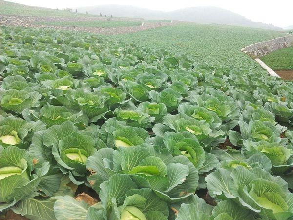 经典鲁冰花老歌五百首，岁月流转中的旋律之美