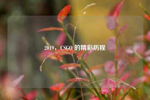 2019，CSGO 的精彩历程
