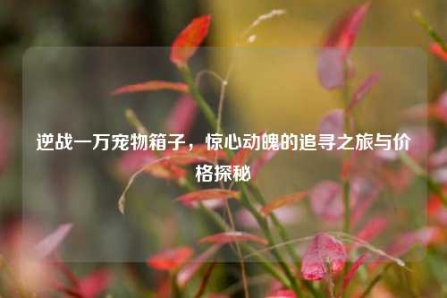 逆战一万宠物箱子，惊心动魄的追寻之旅与价格探秘